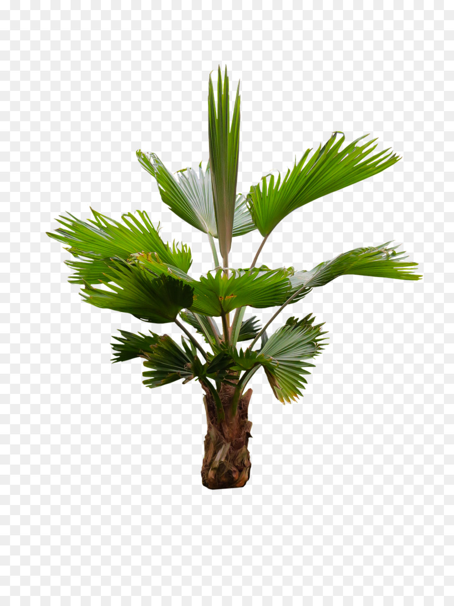 Palmwedel-asiatische Palmyrapalme Kokosnuss - Palmsonntag png Arecaceae