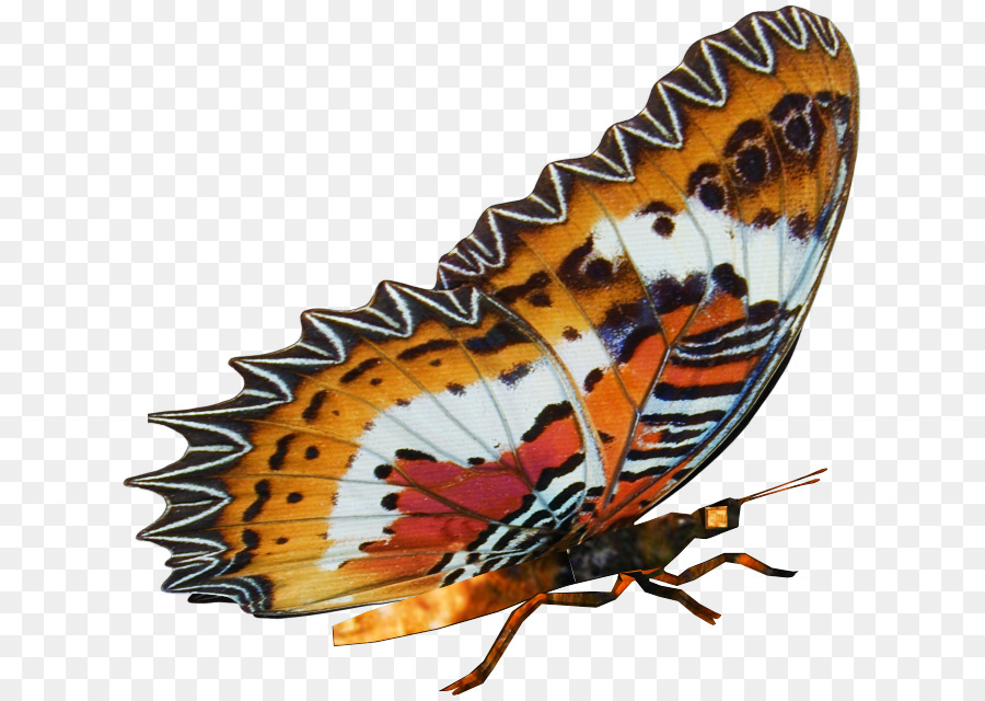 Farfalla monarca Borboleta Moth Portable Network Graphics - farfalle png angoscia