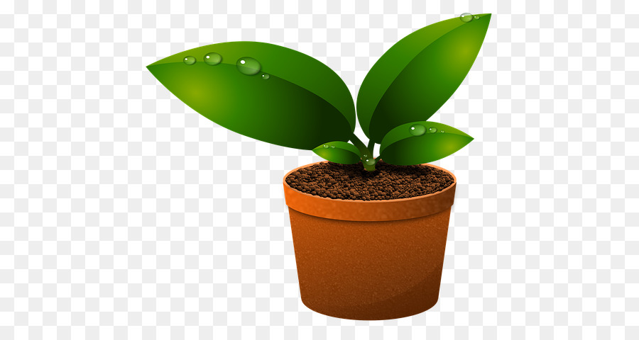 Blatt-Bild pflanzt grüne Fotografie - Knospungsstadium png Pflanzenwachstum