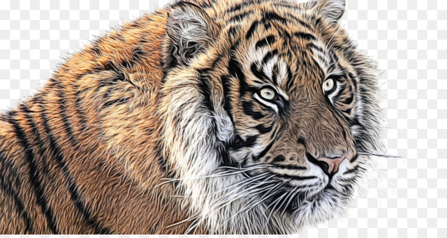 Cats Cartoon png download - 1200*630 - Free Transparent Tiger png Download.  - CleanPNG / KissPNG