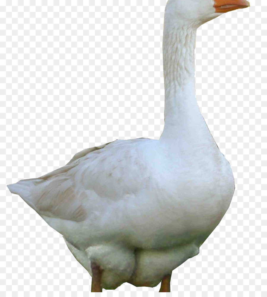 Goose Duck Swans Portable Network Graphics Clip art - piumone d'oca