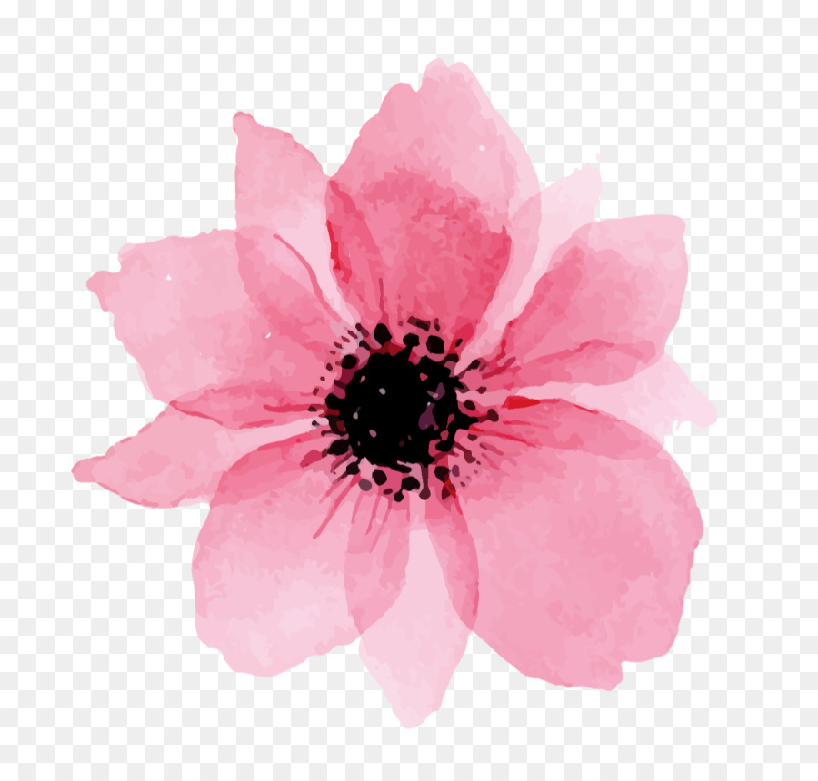 Bức tranh màu nước Đồ họa mạng di động Still Life: Pink Pink Vector đồ họa - hoa vẽ png hồng
