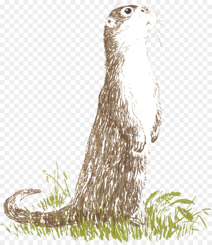 Otter Cartoon