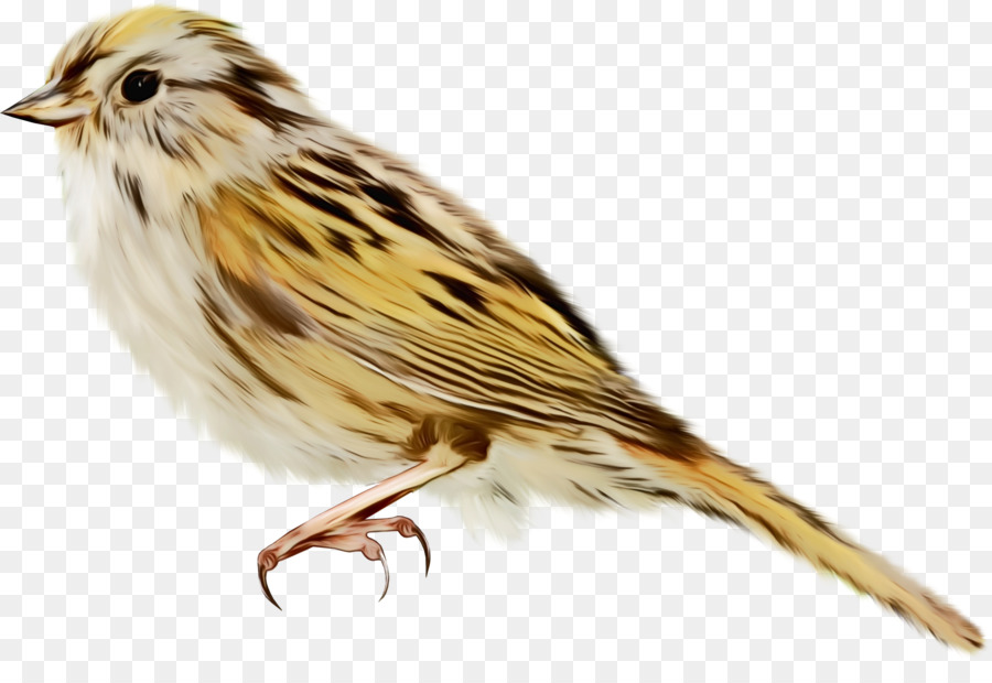 Vogel Albatros tragbare Netzwerkgrafiken ClipArt Sparrow - 