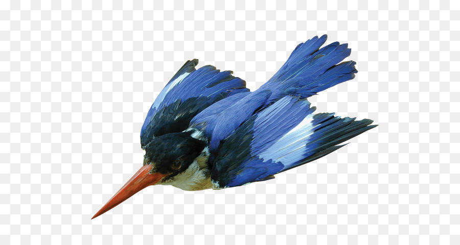 Đồ họa mạng di động trong suốt Hình ảnh Kingfisher Hình nền máy tính - cá chim bói cá chim