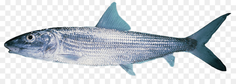 Milchfisch-Hawaii-Fischen-Fischerei - Barrakuda Png Schwertfisch Marlin