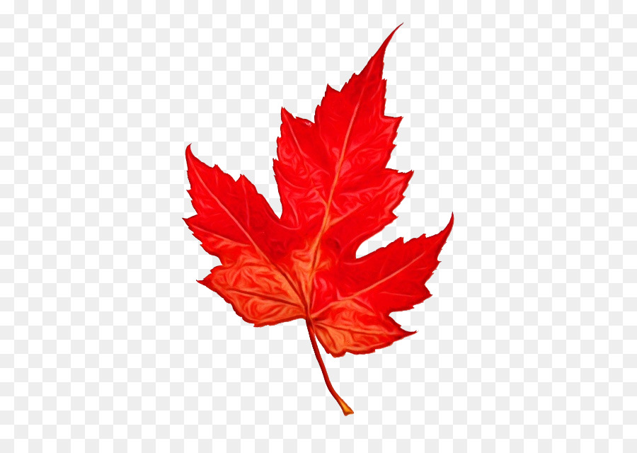 Kanadisches Silberahornblatt Kanadisches Silberahornblatt Kanadisches Goldahornblatt - 