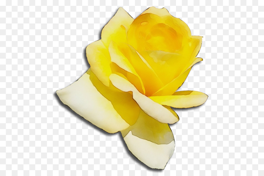 Rose da giardino Alpha Sigma Phi - 