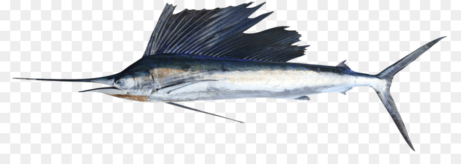 Pesca del tonno del pesce spada del pesce spada - barracuda png swordfish marlin