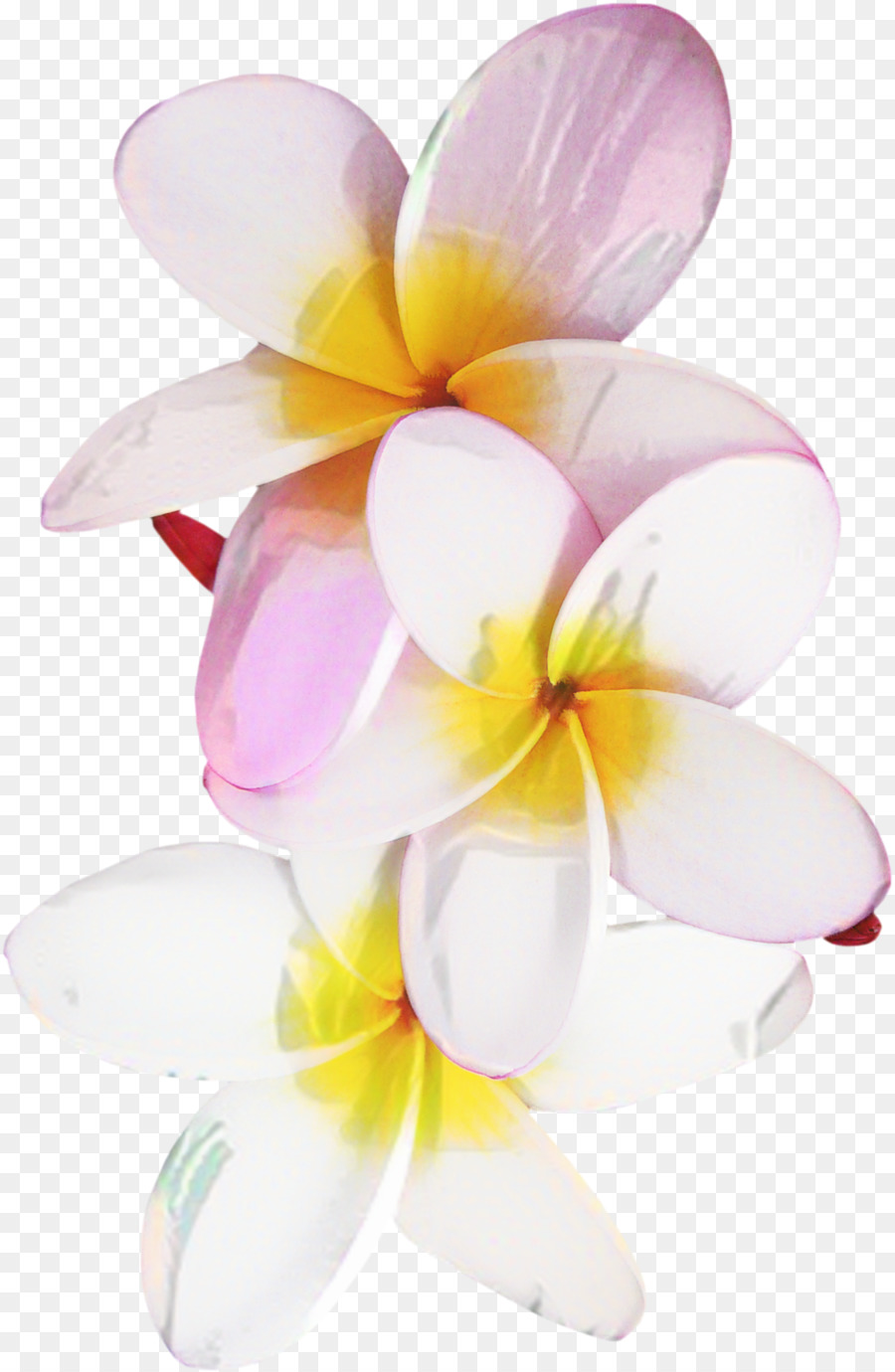 Hoa lan bướm Thiết kế sản phẩm Frangipani - 