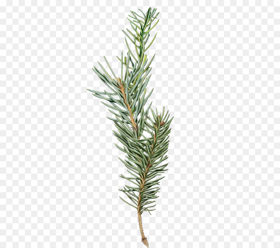 Spruce Larch Cây thông cành cây - 