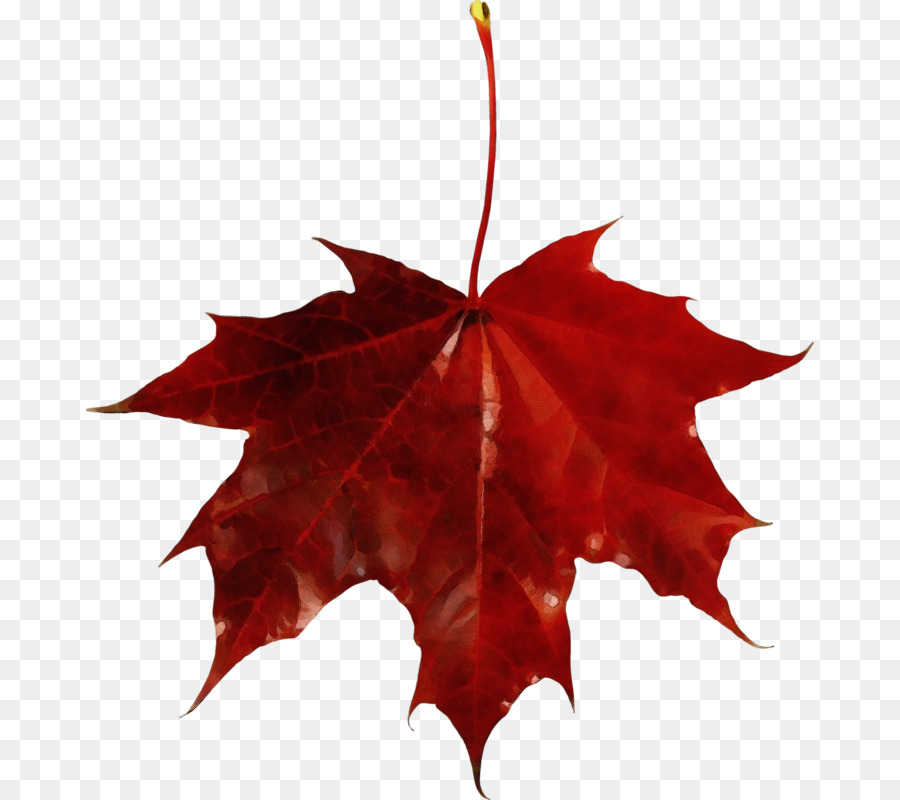 Clip Art Portable Netzwerkgrafiken Red Maple Leaf Transparency - 