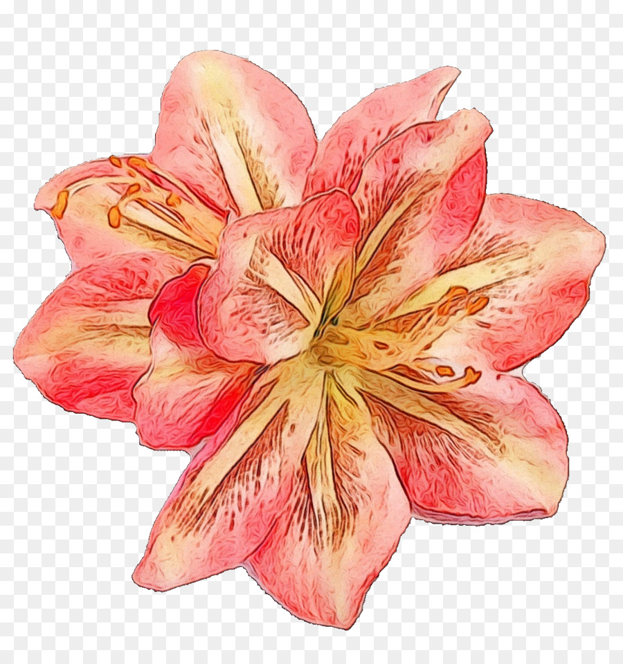 Jersey lily Fiori recisi Portable Network Graphics - 