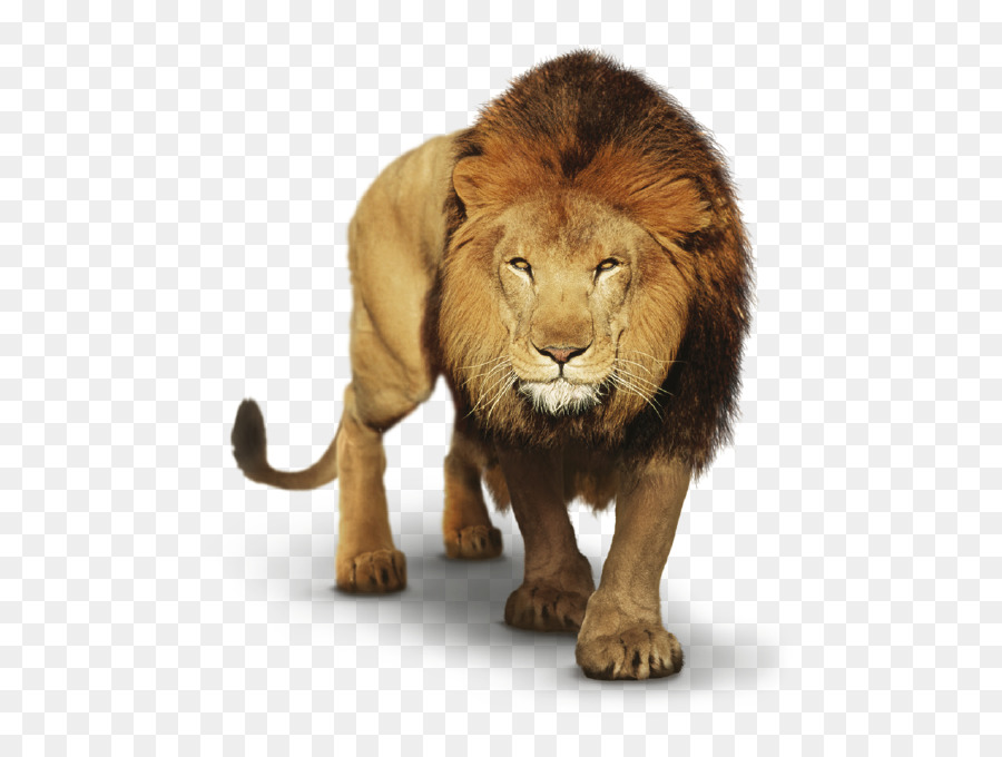Đồ họa mạng di động PicsArt Photo Studio Clip nghệ thuật Sư tử Đông Phi Felidae - động vật có vú png sư tử