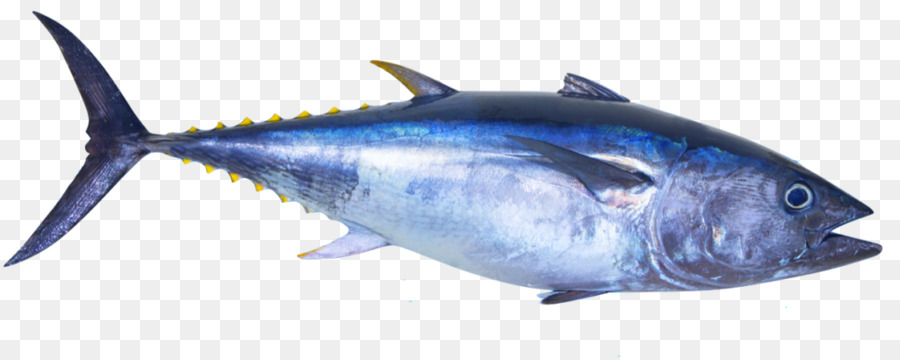 Tsukiji Market Atlantischer Roter Thun Thunfischsandwich Südlicher Roter Thun - Thunfisch png albacore