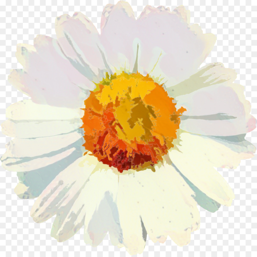 Clip Art Blume Vektorgrafiken Gänseblümchen Blütenblatt - 