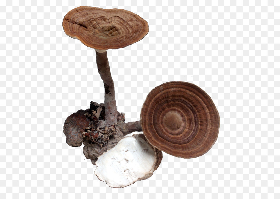 Essbare Pilz Pilz Medizinischen Pilzen Medizin - Pilz Png Shiitake