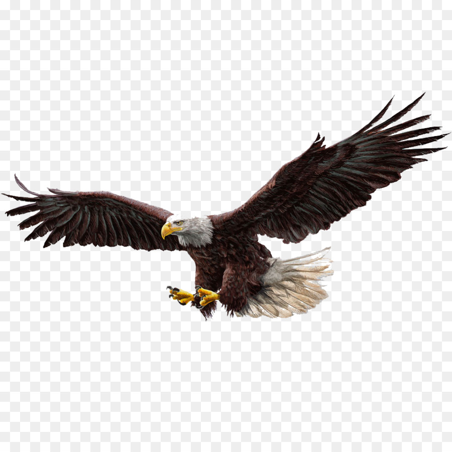 Illustrazione di schizzo del disegno dell'aquila calva - eagle png freepngimg