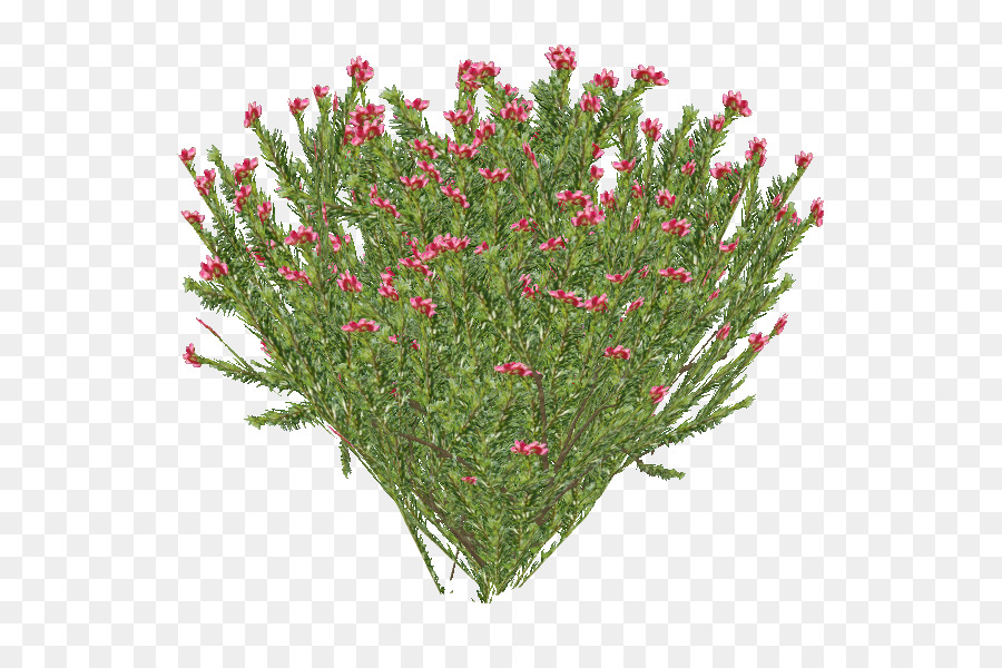 Đồ họa mạng di động Hình ảnh Rosemary grevillea trong suốt - cây hương thảo png cây hương thảo