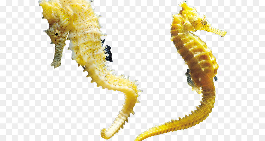 Grafica di rete portatile ClipArt animals transparency spiny seahorse - cavalluccio marino png polyvore