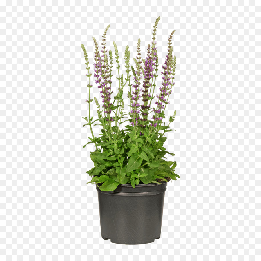 Gartenmöbel Aldi Laubbläser Swalif - Fingerhut Png Delphinium Blume