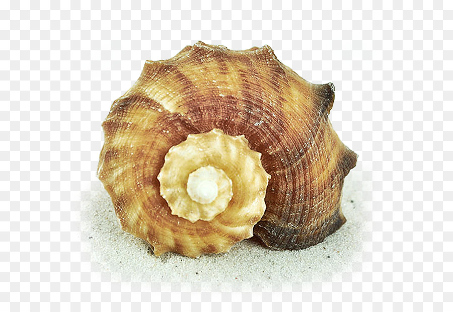 Cockle Conchology Seashell Trumpet - whelk png rapa