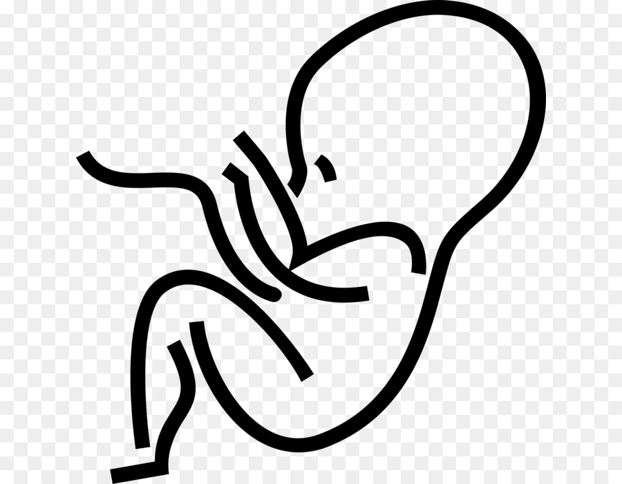 Clip Art Vektorgrafiken Fötus Illustration Pränatale Entwicklung - Embryo Png Baby
