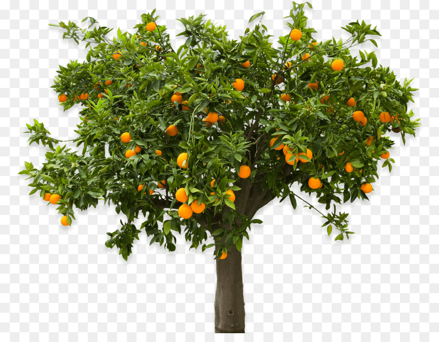 Orange Fruit Tree Clip art Portable Network Graphics - cây ptern butternut