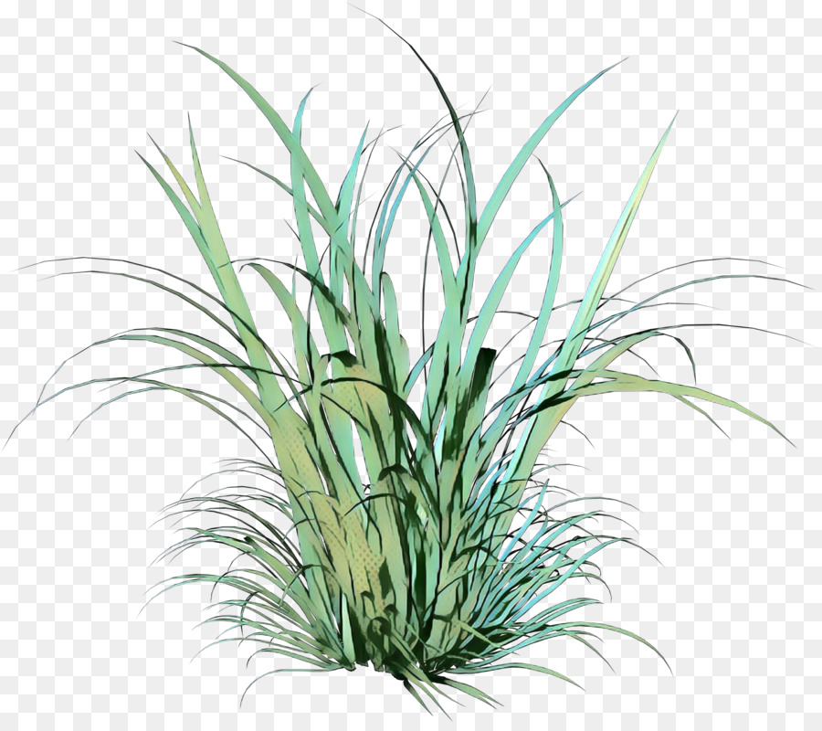Zierpflanze Strauch Gras Krautige Pflanze Rasen - 