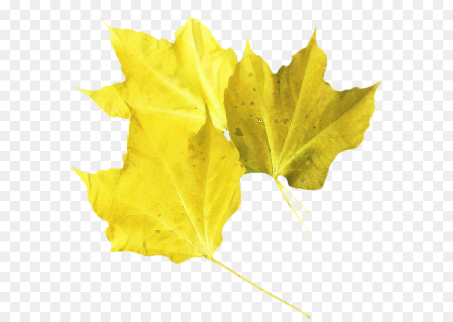 Maple leaf Gelb - 