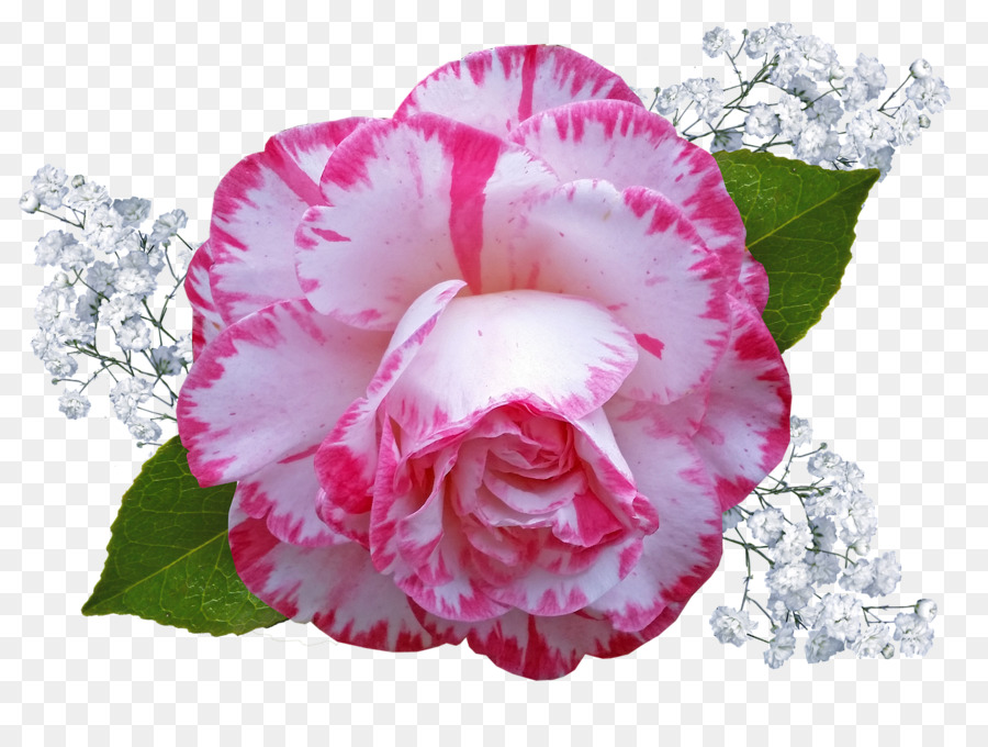 Immagine Fotografia Pixabay Portable Network Graphics Download - rosa bianca