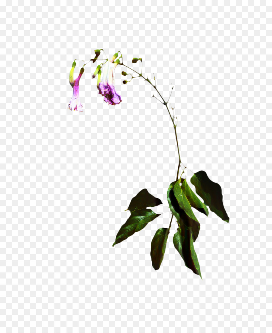 ClipArt Schnittblumen Tragbare Netzwerkgrafiken Blumenmuster - 