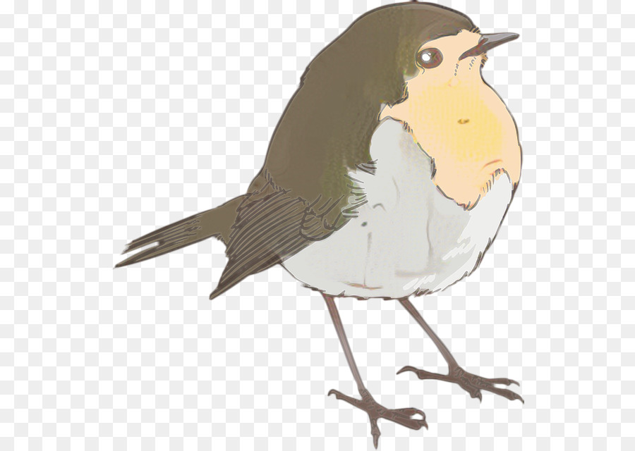 Sparrow Rotkehlchen Bird Wren Finches - 