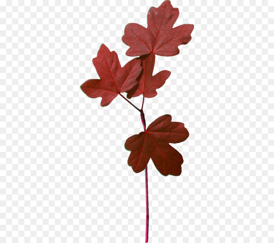 Leaf Branch Portable Network Graphics Pflanzen Bild - Pflaumenbaum png lila Blatt