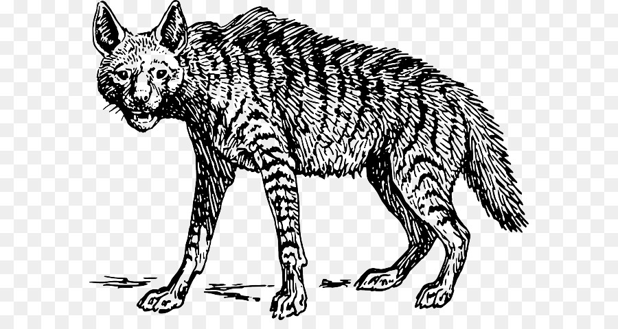 Gestreifter Hyänen-Bild-Zeichnungs-Löwe - 