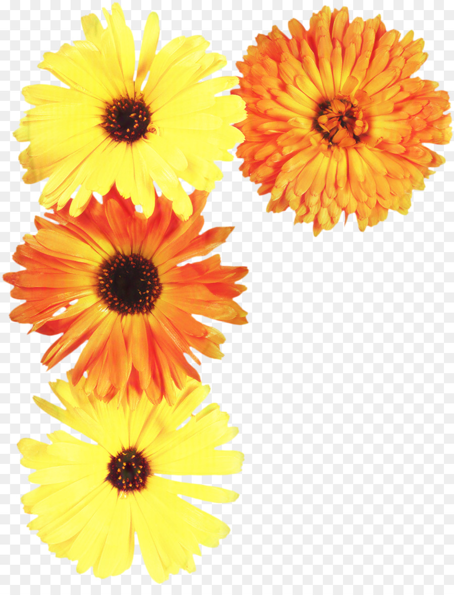Floral Flower Background png download - 930*1200 - Free Transparent Marigold  png Download. - CleanPNG / KissPNG