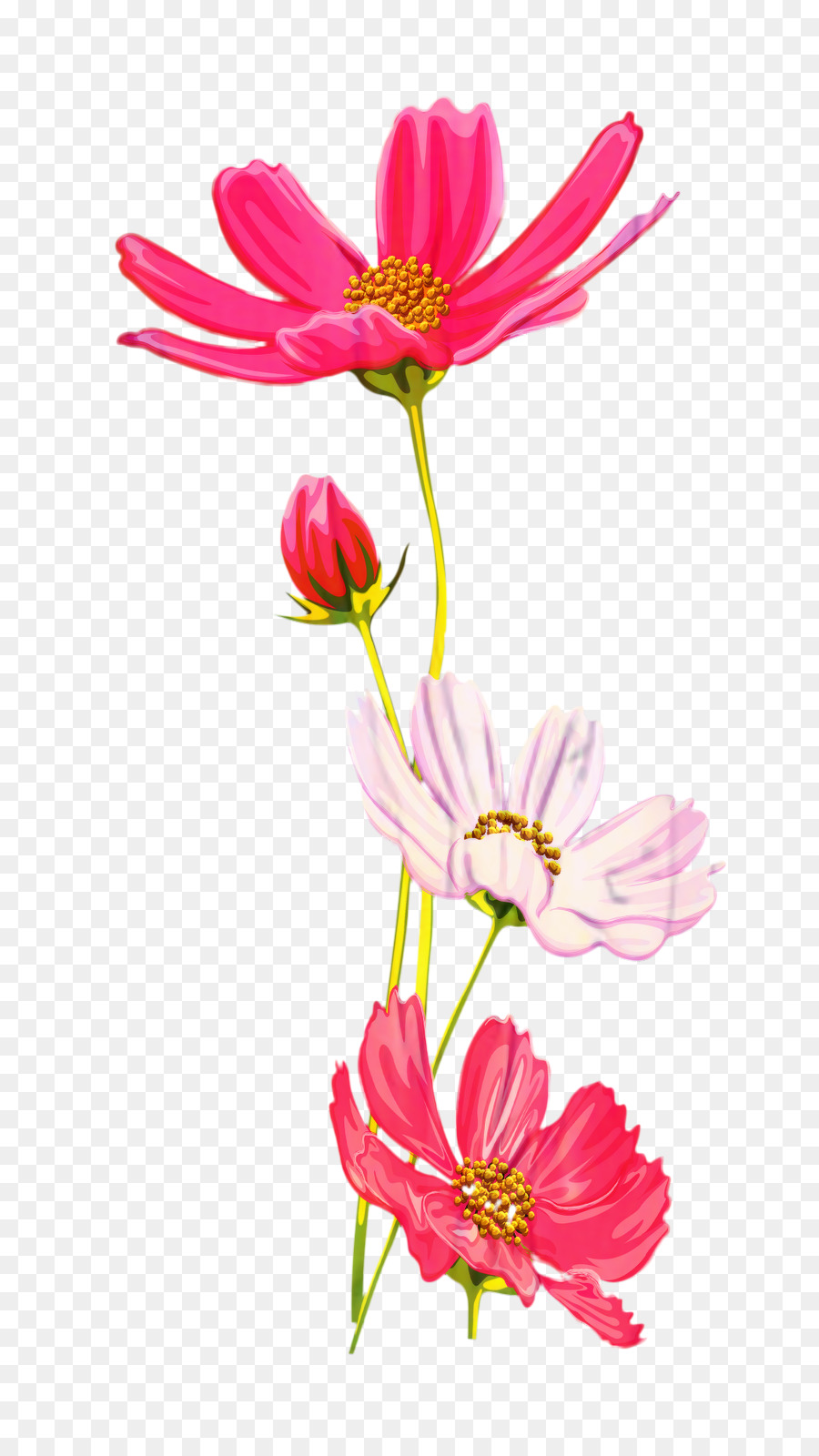 Cosmo del giardino Fiori recisi Crisantemo Cosmo di zolfo - 