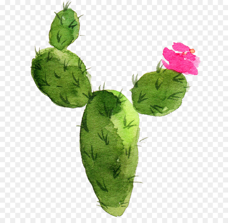 Disegno di grafica di rete portatile di pittura ad acquerello di cactus - acquerello di cactus clip art png