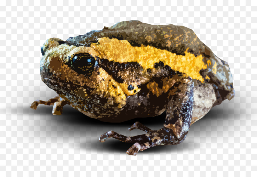 Động vật lưỡng cư Đúng ếch Thực tế Đồ họa Mạng Di động - ajolote png lưỡng cư