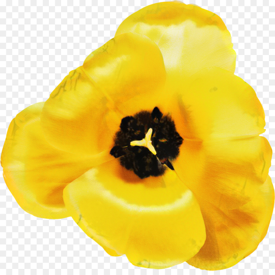 Hoa tulip cánh hoa di động Đồ họa mạng clip nghệ thuật - 