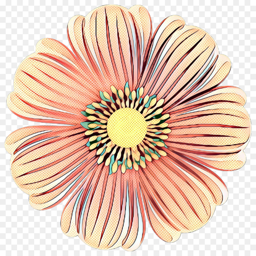Transvaal Daisy Haargummi Schnittblumen Blütenblatt - 