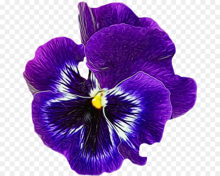 Stiefmütterchen gemeines blaues Veilchen Süße violette Blume Afrikanische Veilchen - 