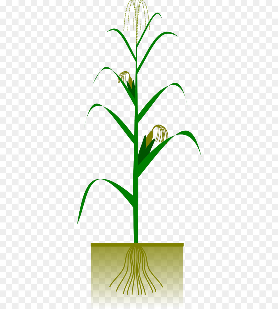 Corn-cob Crop Clip art Grafica vettoriale - Scarica clipart clipart png