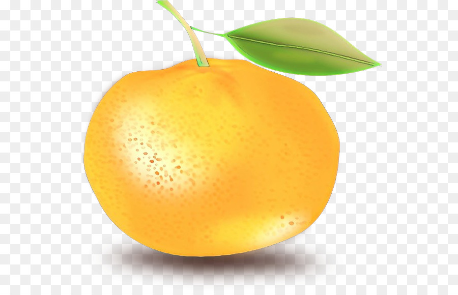 Clip nghệ thuật Clementine Lemon Orange Bưởi - 