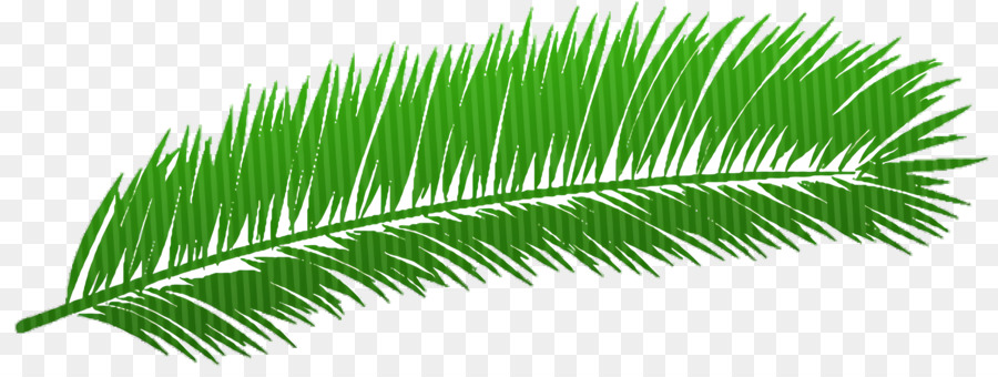 Asiatische Palme Palmen Ölpalmen Dattelpalme Pflanzenstamm - 