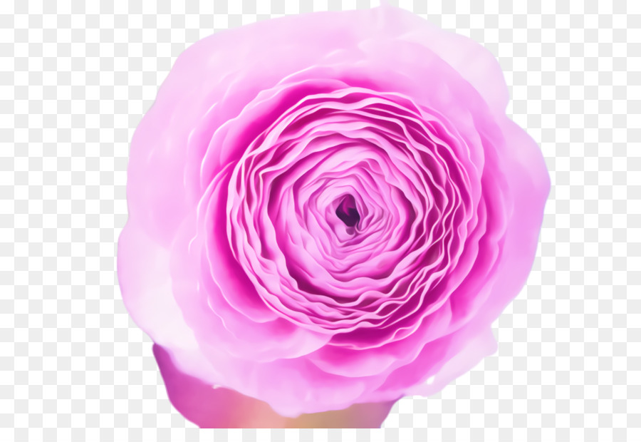 Hoa hồng trong vườn bắp Cải rose Floribunda Cắt Cánh hoa - 