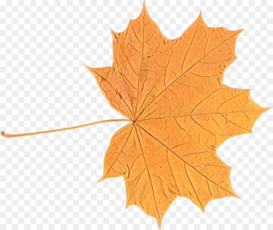 Maple leaf Platanen - 