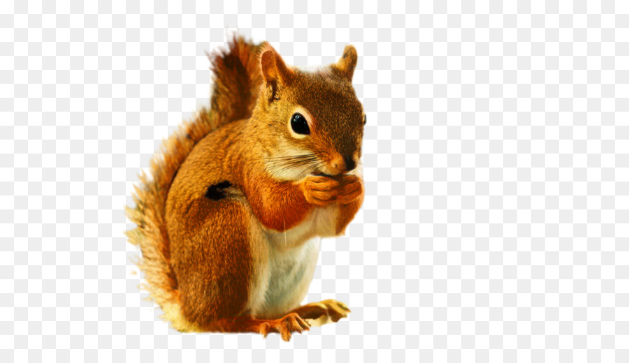 Squirrel Chipmunk Portable Network Graphics Clip art Trasparenza - 