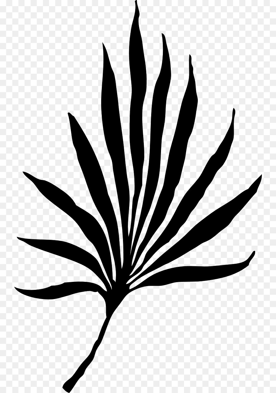 Palm tree Frond Palm branch Portable Network Graphics Clip art - clip art png ramo di palma