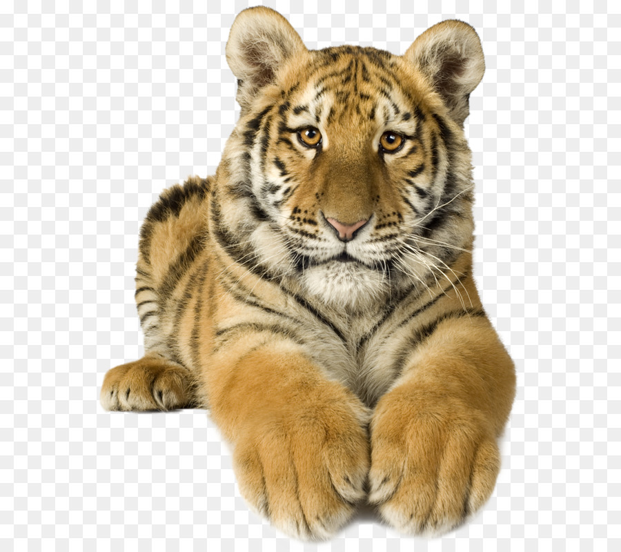 Hổ hổ trắng Hổ trắng Mạng di động Đồ họa Hình nền Hình ảnh - Ấn Độ ...